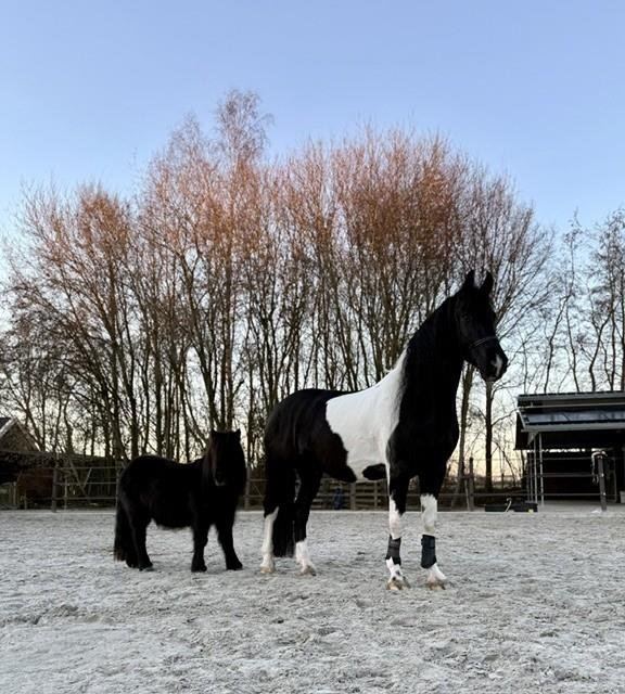 De paarden van Jasper en Serenda