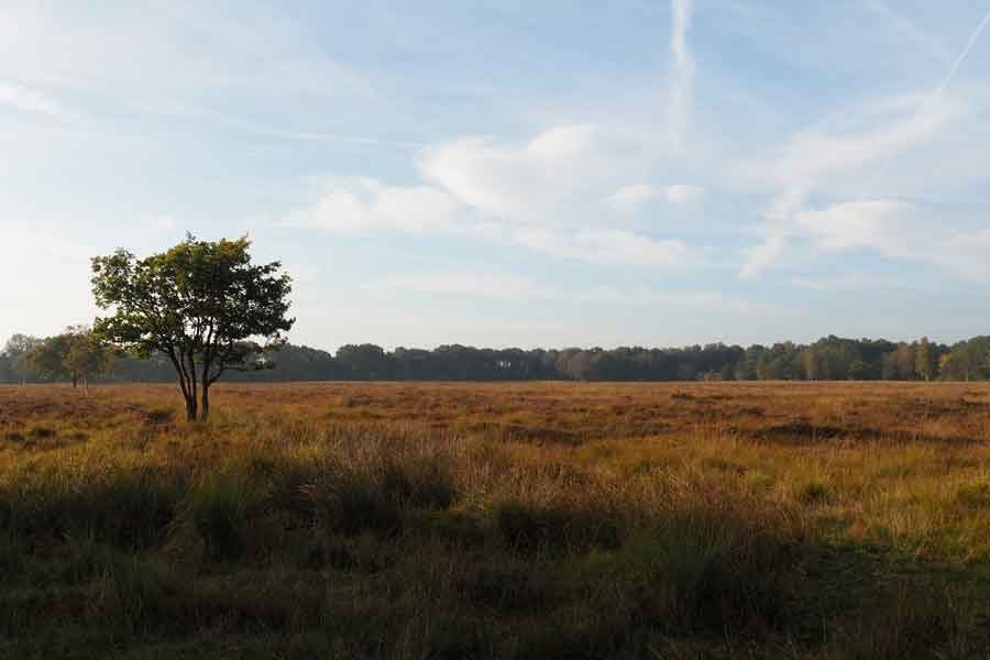 Jilt Dijksheide