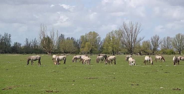 Konikpaarden Kollumerwaard